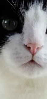 Black and white cat close-up showing detailed features and green eyes.