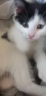 Cute black and white kitten lying in a soft, gray blanket.