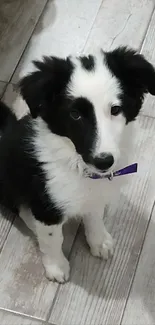 Adorable black and white puppy sitting on a wooden floor.