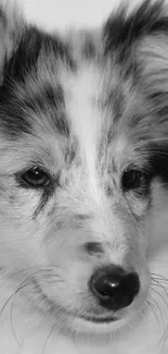 Black and white close-up of a cute puppy's face, perfect for wallpapers.