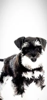 Cute black and white puppy mobile wallpaper.