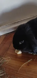 Black bunny eating on a wooden floor.