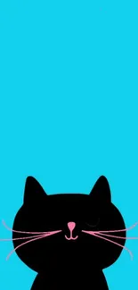 Adorable black cat on bright blue wallpaper.