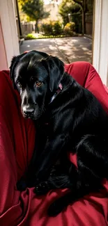 Black dog sitting on a red chair by a window.