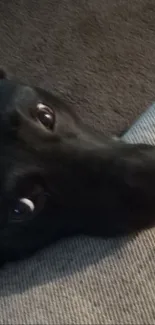 Cute black dog resting head on couch, gazing up warmly.