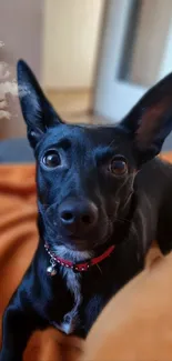 Black dog with red collar on orange blanket.