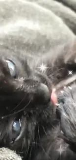 Close-up of a black kitten with blue eyes and sparkling effects.