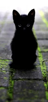 Black kitten sits on a mossy stone pathway creating a serene wallpaper.