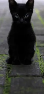 Black kitten sitting on mossy pavement, looking adorable.