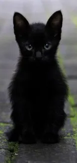 Black kitten sitting on mossy pavement.