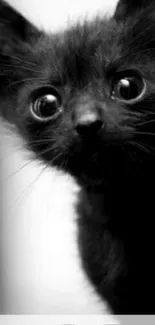 Adorable black kitten close-up wallpaper with big eyes.