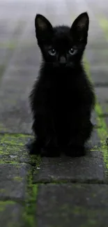 Adorable black kitten sitting on a moss-covered path.