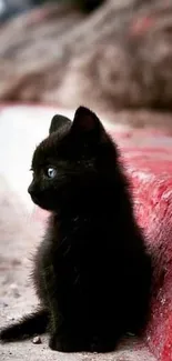 Adorable black kitten sitting on rustic surface, perfect for pet lovers.