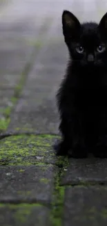 Cute black kitten on a stone path with green moss accents.