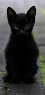 Cute black kitten on mossy cobblestone path.