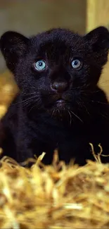 Black panther cub sitting in golden straw, looking curious.