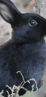 Close-up of a cute black rabbit with soft fur and bright eyes against a natural backdrop.