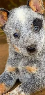 Cute Blue Heeler puppy lying on wooden surface.