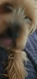 Blurry image of an adorable dog on a soft, dark fabric background.