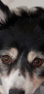 Closeup of a cute Border Collie's face with expressive brown eyes.