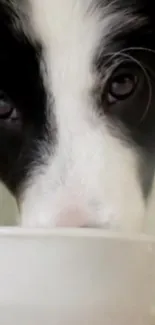 Border Collie sipping water, close up.