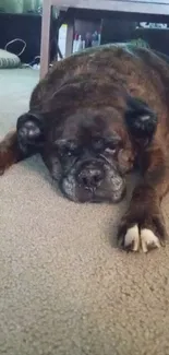 Boxer dog laying on a carpet in a cozy living room.