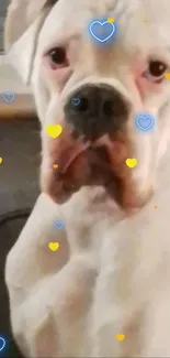 Boxer dog with colorful heart overlay.