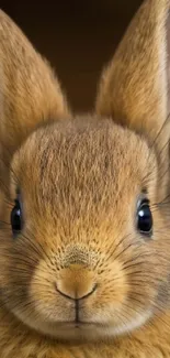 Cute brown bunny close-up wallpaper.