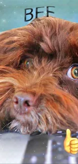 Cute brown dog with fluffy fur and a thumbs up icon on a wallpaper.