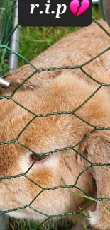 Brown rabbit resting behind a wire fence with a heart emoji and rip text.