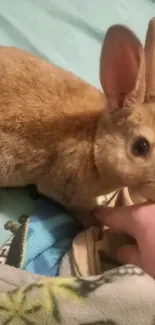 Brown rabbit on a blanket with a hand nearby.