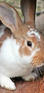 Cute brown and white rabbit on a wooden log.