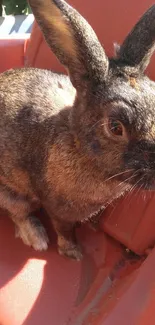 Adorable brown rabbit in sunlight on a warm surface.