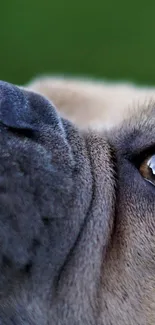 Close-up of a curious bulldog's face with a green backdrop.