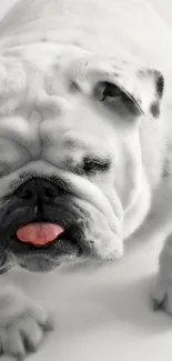 Adorable white bulldog with playful expression on mobile wallpaper.