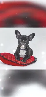 French Bulldog on red heart pillow with blurred background.