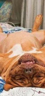 Bulldog lying on bed looking relaxed.