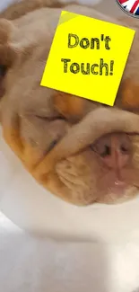 Bulldog with a funny 'Don't Touch' note on its head, sleeping peacefully.