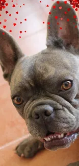 Adorable bulldog with heart decorations on a brown tile floor.