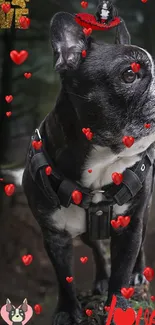 Black bulldog with hearts mobile wallpaper.