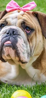 Cute bulldog with pink bow on green grass surrounded by colorful balls.