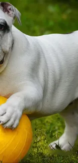 Bulldog playing with a bright yellow ball on green grass.