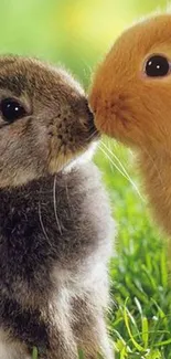 Two cute bunnies touching noses on grass.