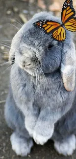 Grey bunny with orange butterfly on its head.