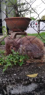 Fluffy brown bunny behind a garden fence with greenery.