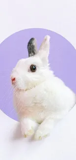 Cute white bunny set in a purple circle background.