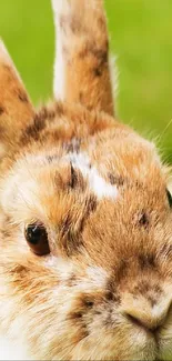 Close-up of a cute bunny with a soft green background.