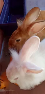 Two fluffy bunnies, one white and one brown, sharing a cozy moment.