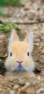 Adorable bunny peeking out from its burrow on a natural background.