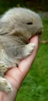 Cute fluffy bunny resting in a hand on green grass.